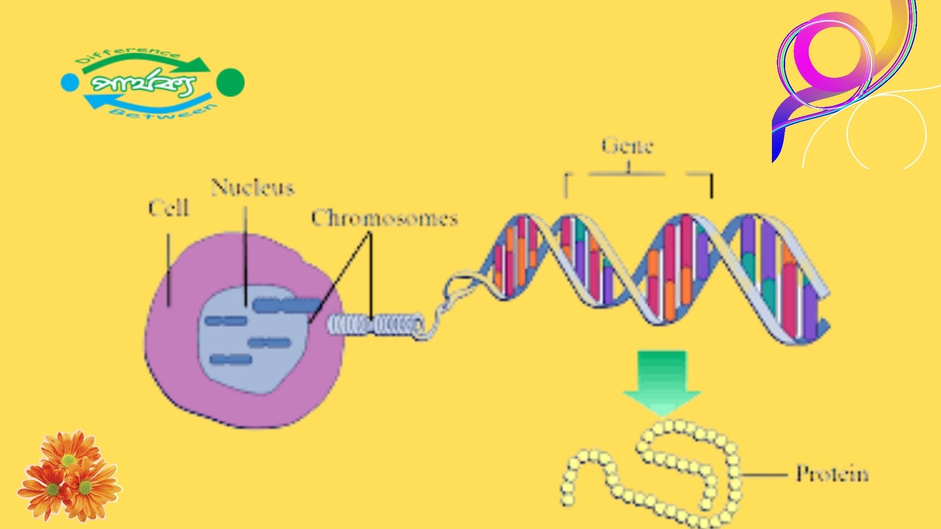 ডিএনএ (DNA) এবং আরএনএ (RNA) এর মধ্যে পার্থক্য