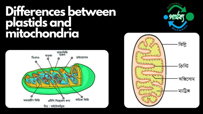 plastids and mitochondria