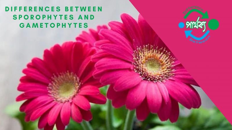sporophytes and gametophytes
