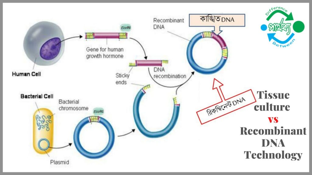 টিস্যু কালচার এবং রিকম্বিনেন্ট DNA প্রযুক্তির